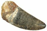 Serrated, Carcharodontosaurus Tooth - Huge Dinosaur Tooth #245449-1